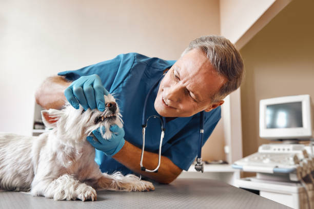Best Emergency Root Canal Treatment in Rotan, TX